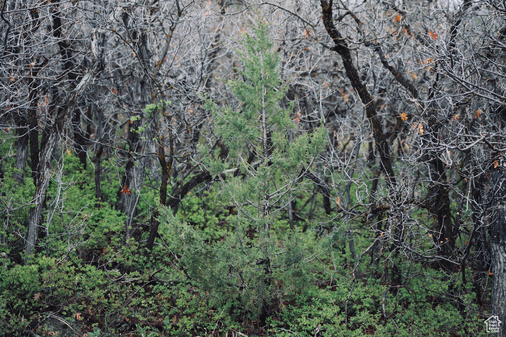 View of woods