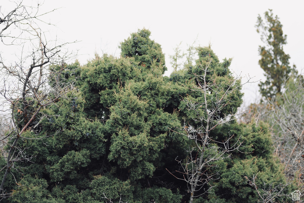 View of undeveloped land