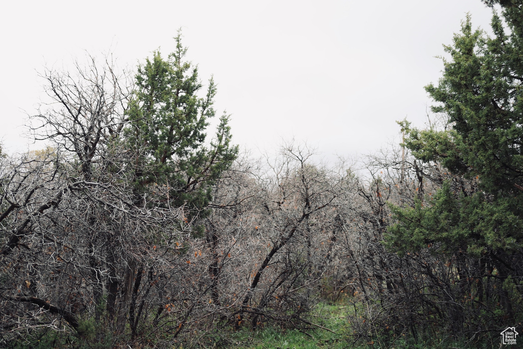 View of local wilderness