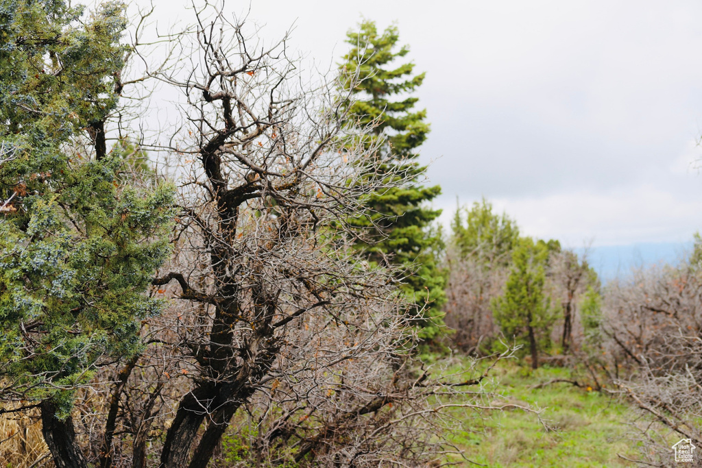 View of undeveloped land
