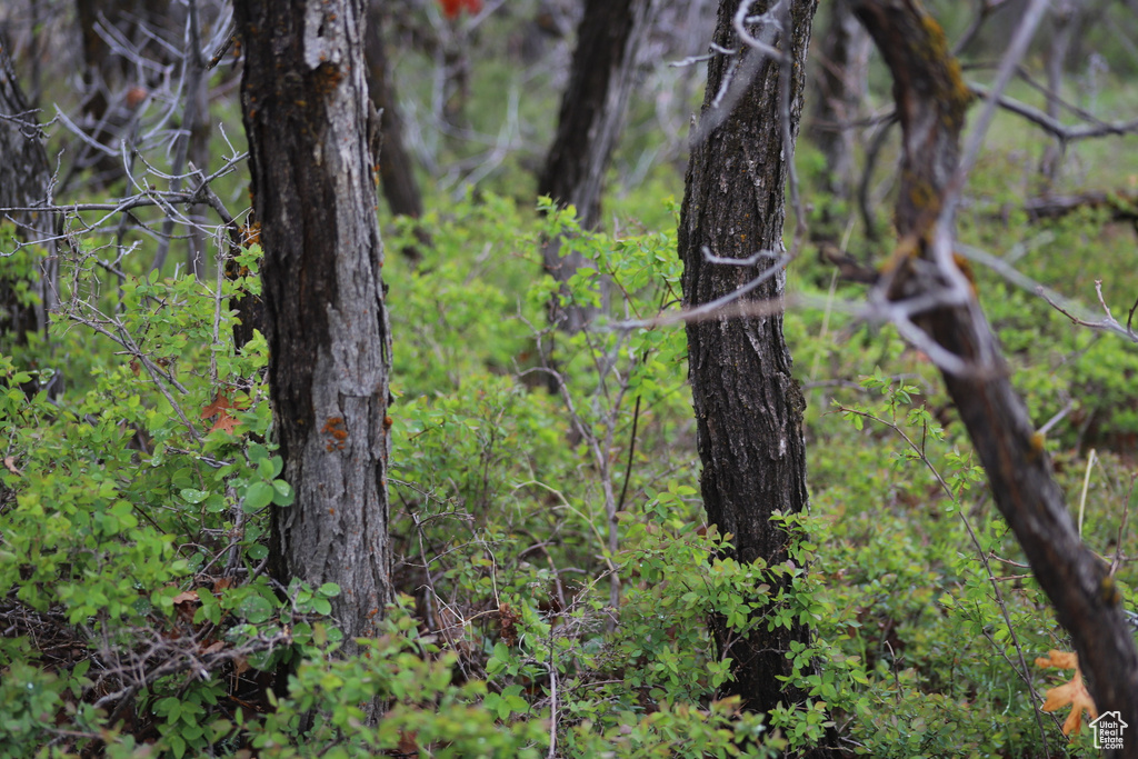 View of local wilderness