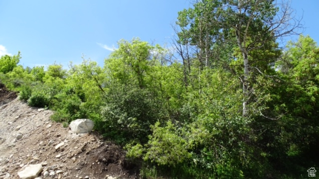 View of local wilderness