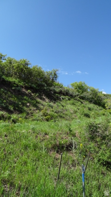 View of local wilderness