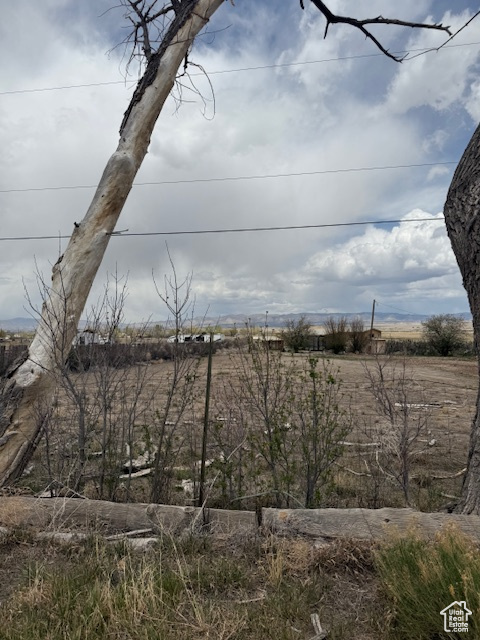 View of local wilderness