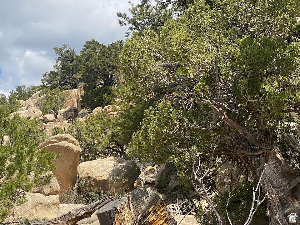 View of local wilderness
