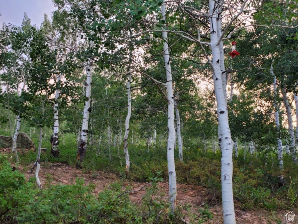 View of nature