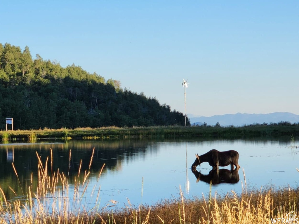 Water view featuring a forest