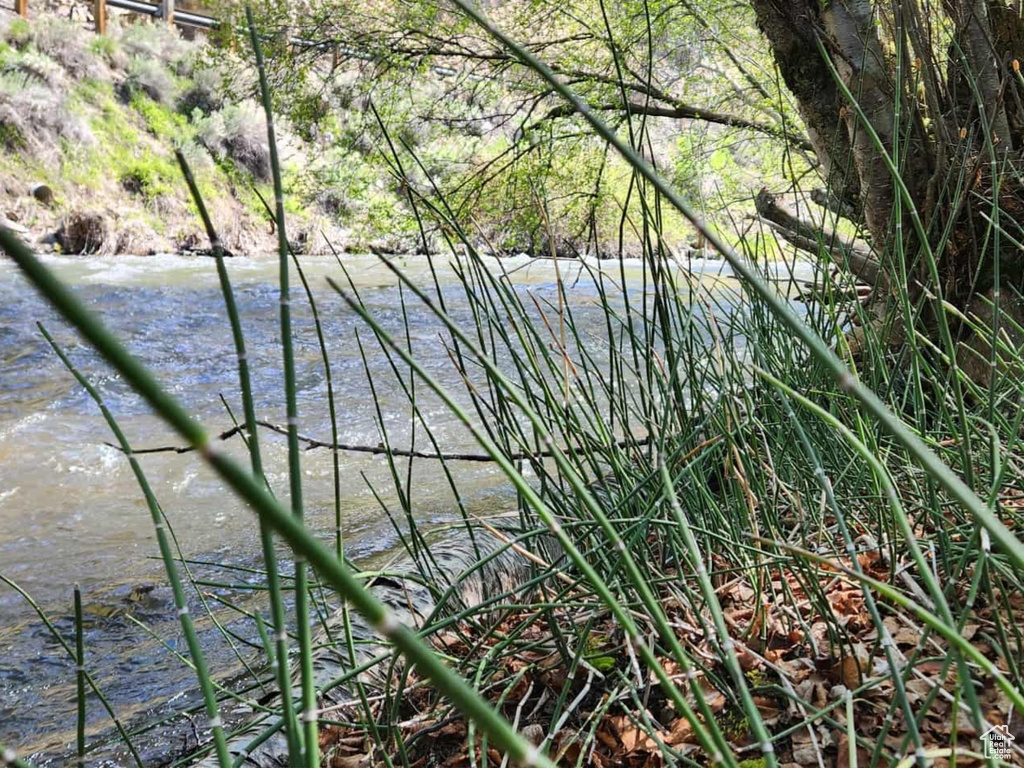 View of local wilderness