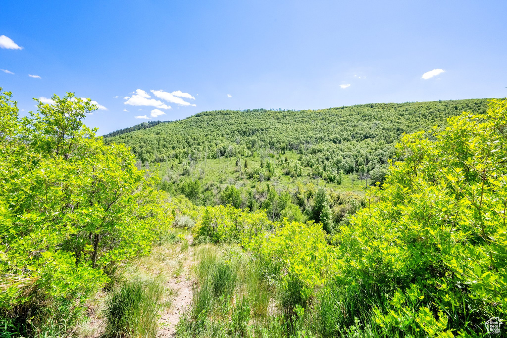 Mountain view featuring a heavily wooded area