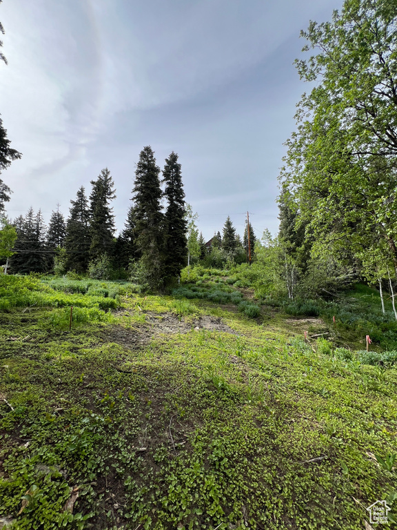 View of local wilderness