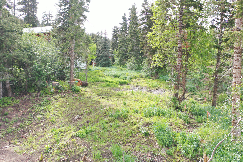 View of tree filled area