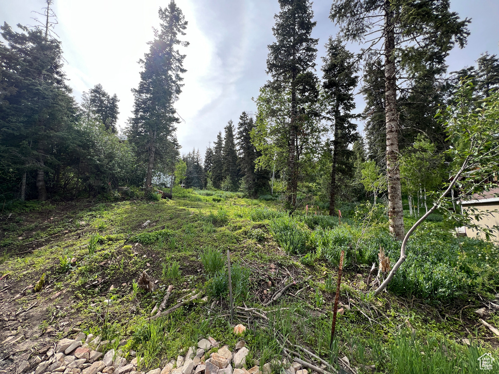 View of wooded area