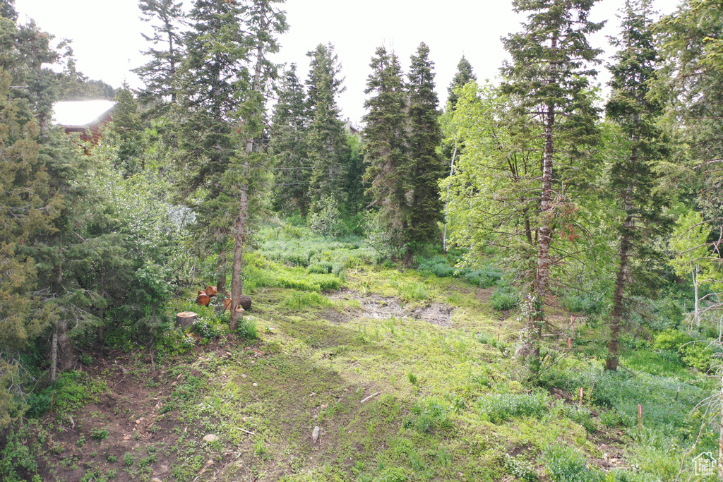 View of woods