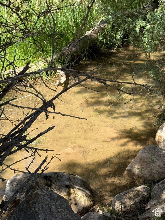 View of local wilderness