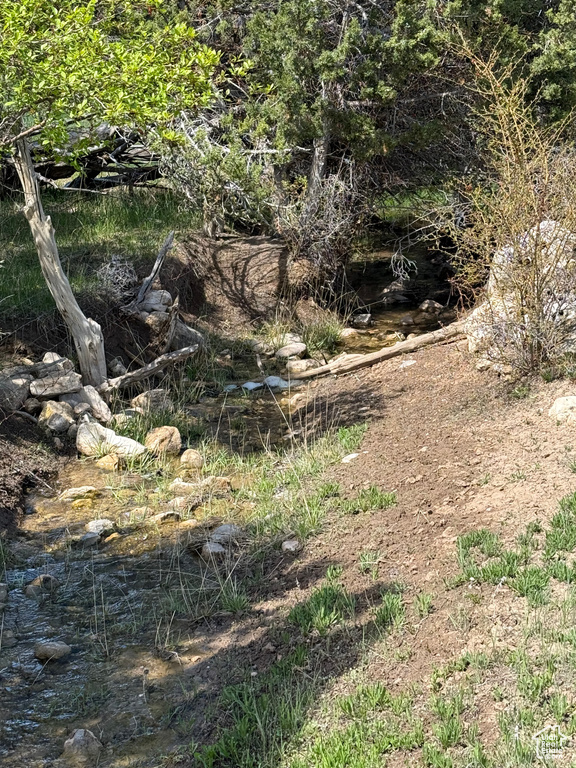 View of local wilderness