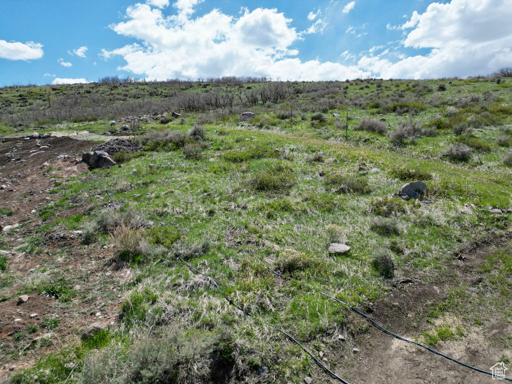 View of local wilderness