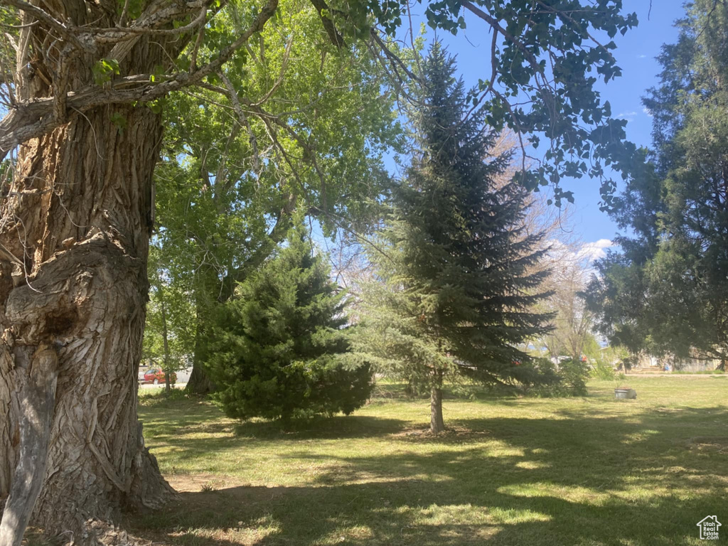 View of grassy yard