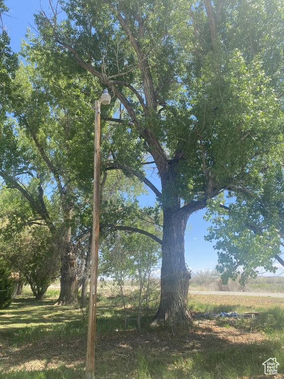 View of local wilderness