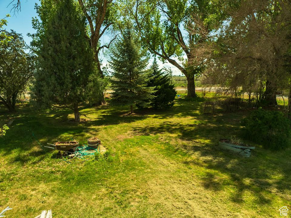View of green lawn