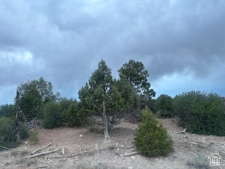 View of local wilderness