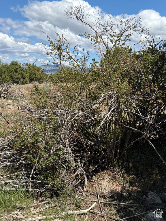 View of local wilderness
