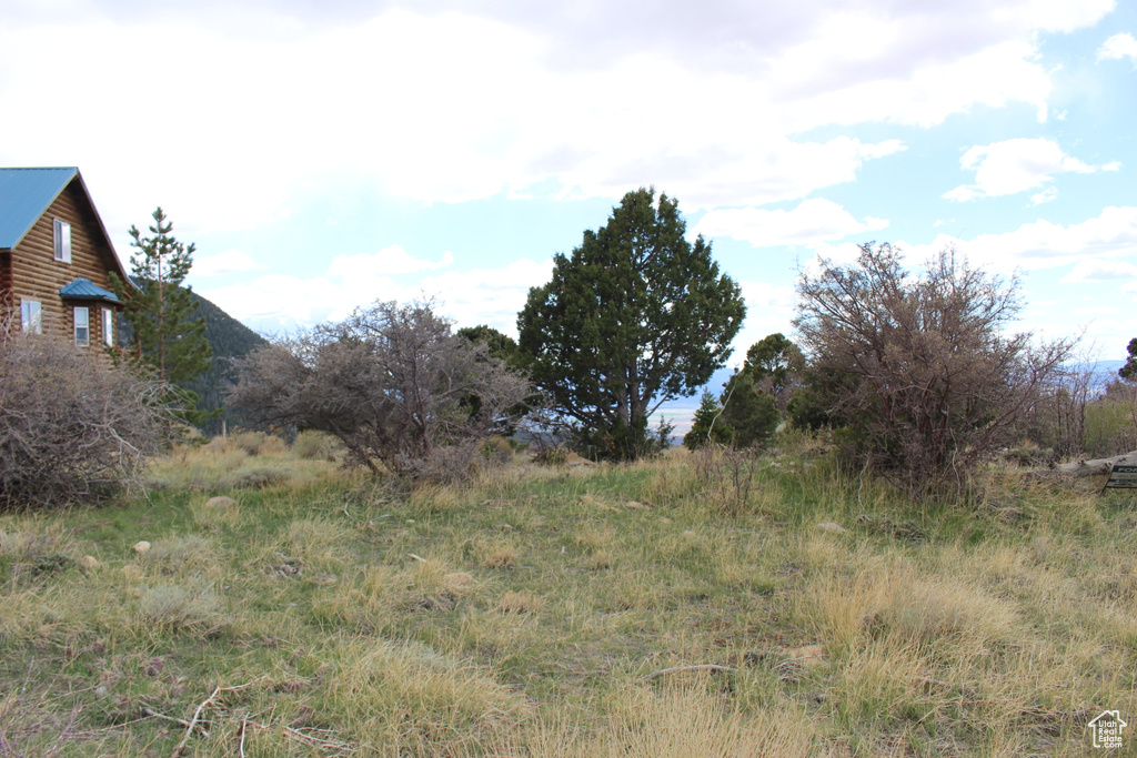 View of local wilderness