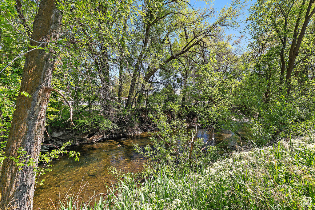 View of local wilderness