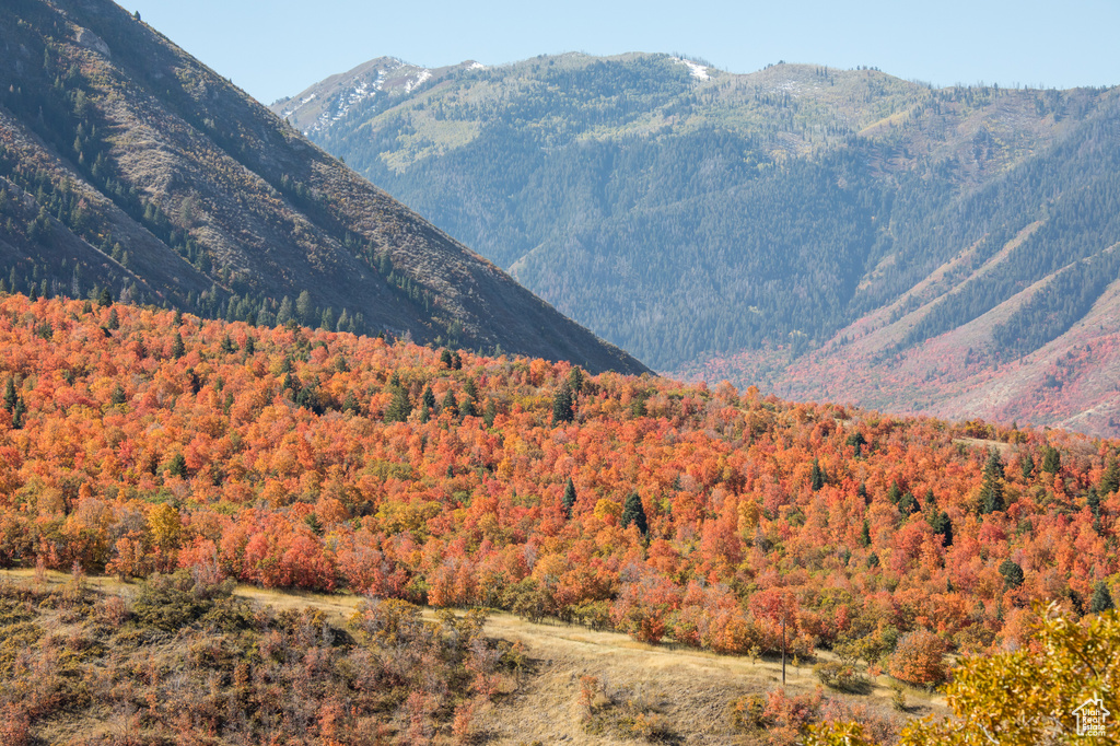 Mountain view with a forest
