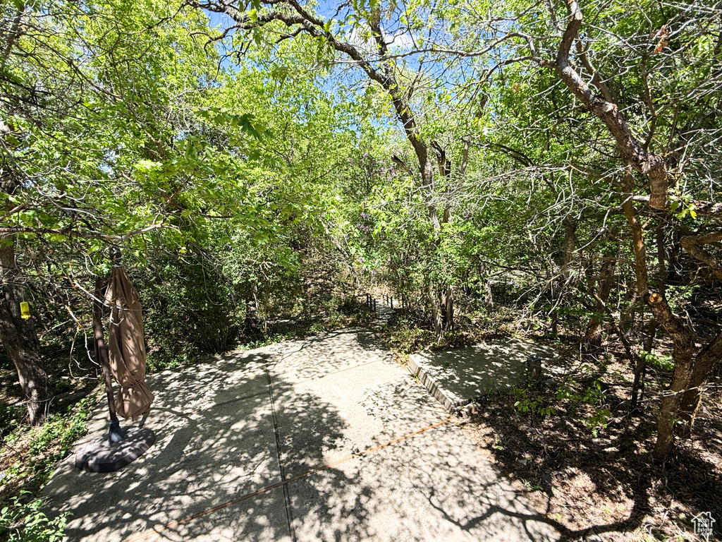 View of local wilderness