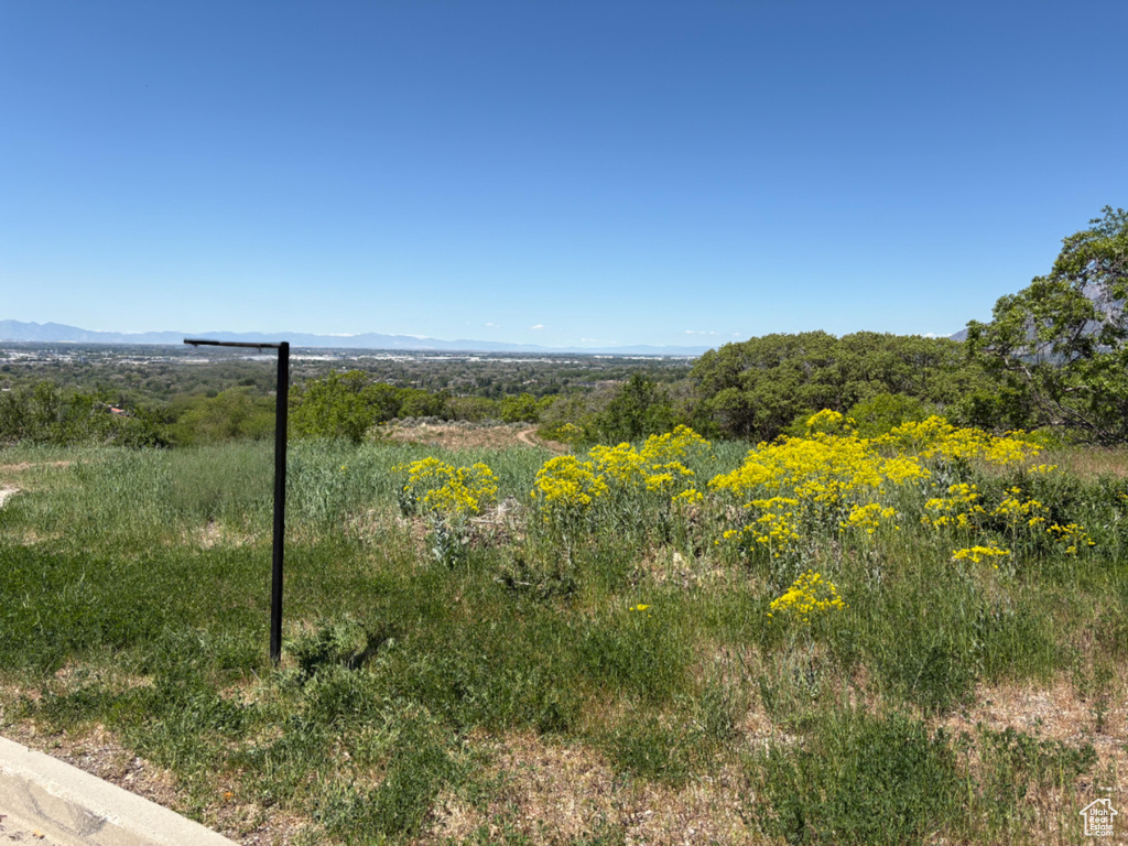 View of local wilderness