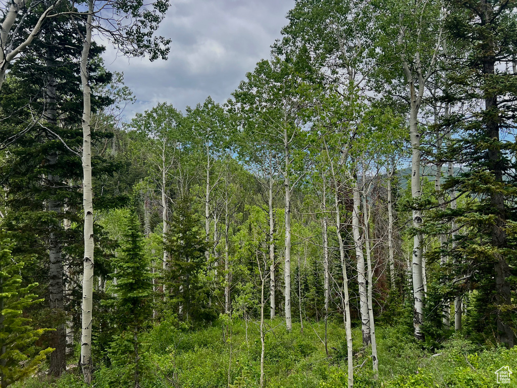 View of woods