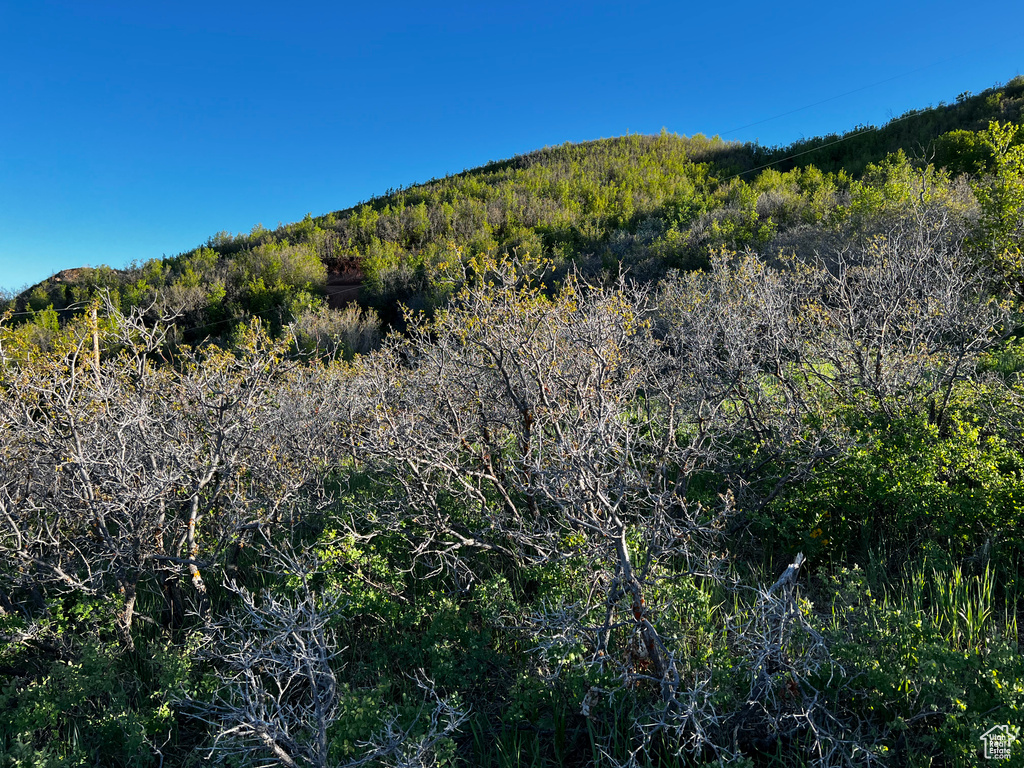 Mountain view with a heavily wooded area