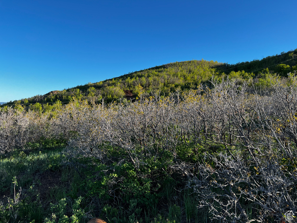 View of mountain backdrop featuring a forest