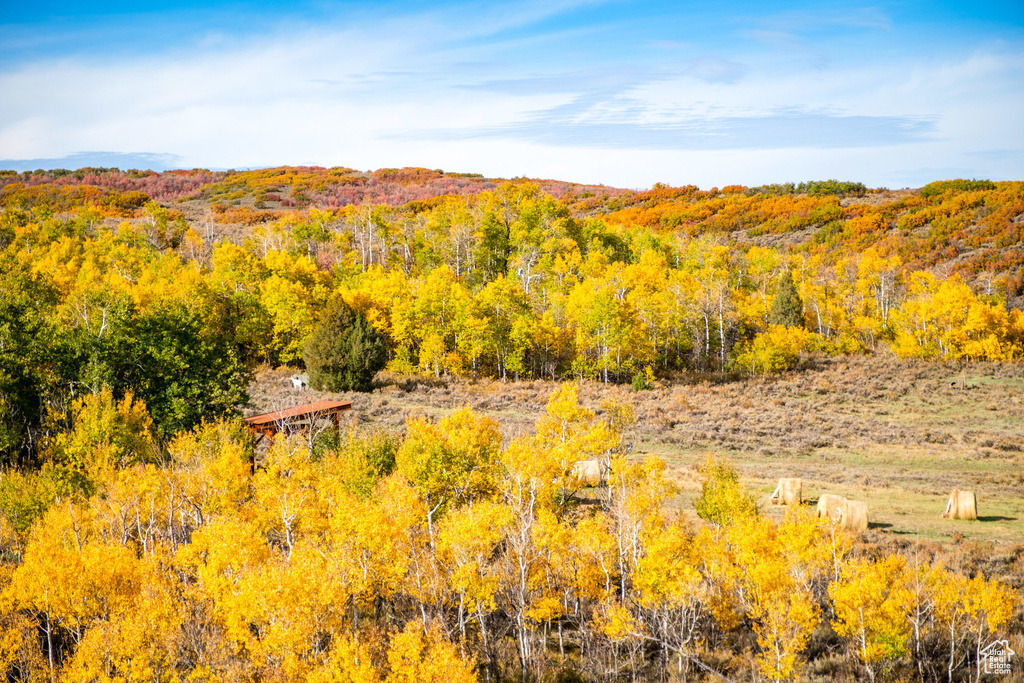 Mountain view with a heavily wooded area