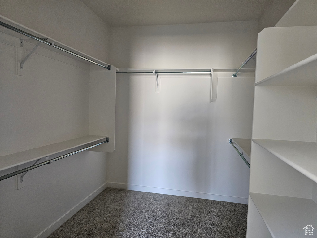 Spacious closet featuring carpet floors