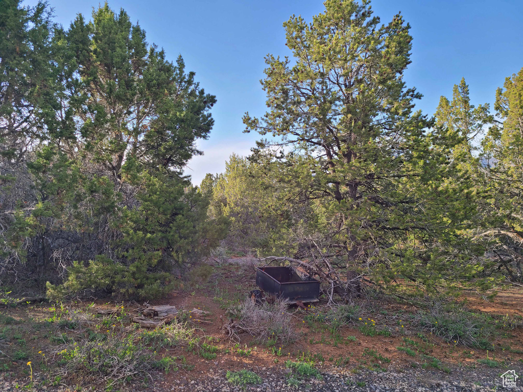 View of wooded area