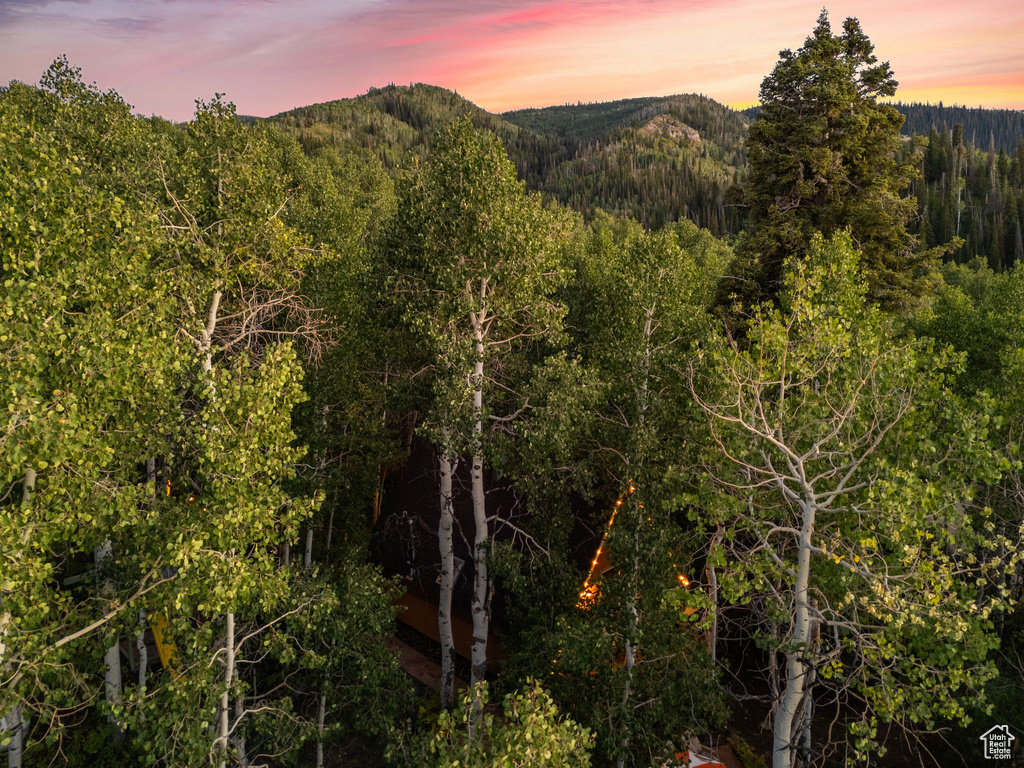 Mountain view featuring a heavily wooded area