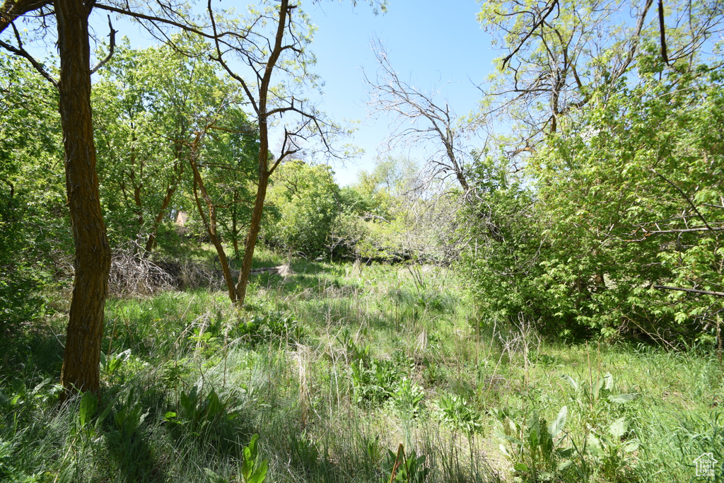 View of undeveloped land
