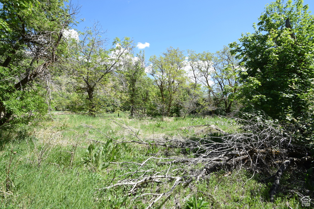 View of nature