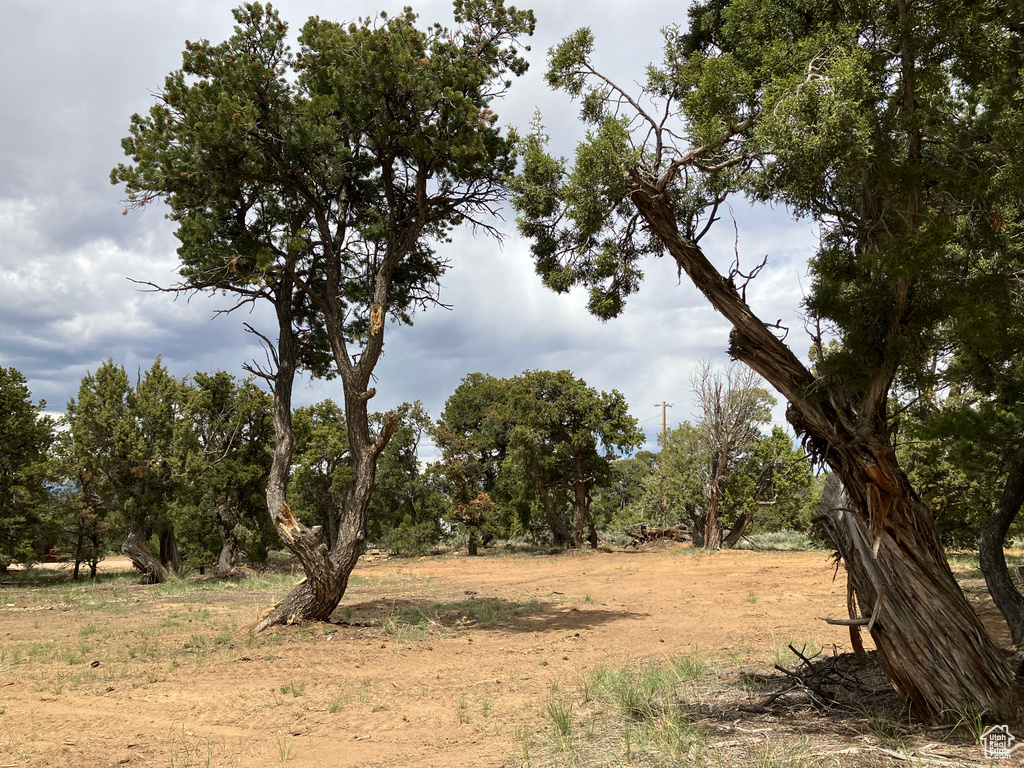 View of local wilderness
