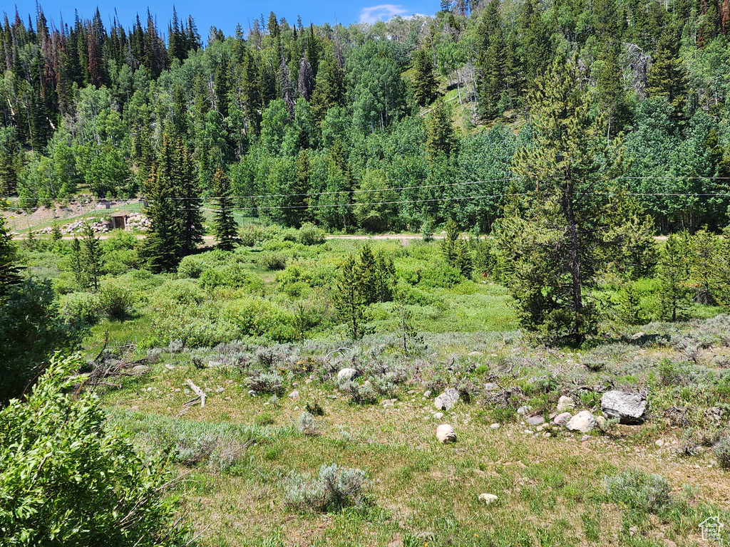 View of tree filled area