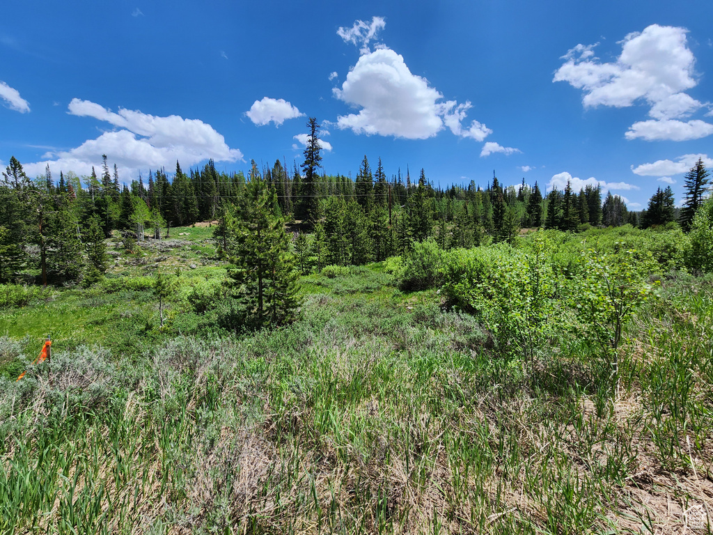 View of tree filled area