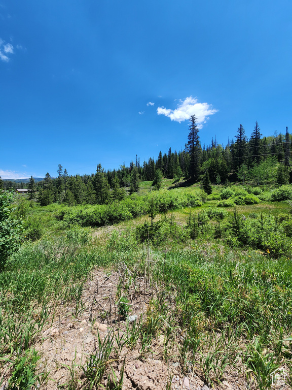 View of local wilderness