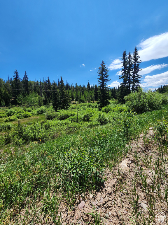 View of woods