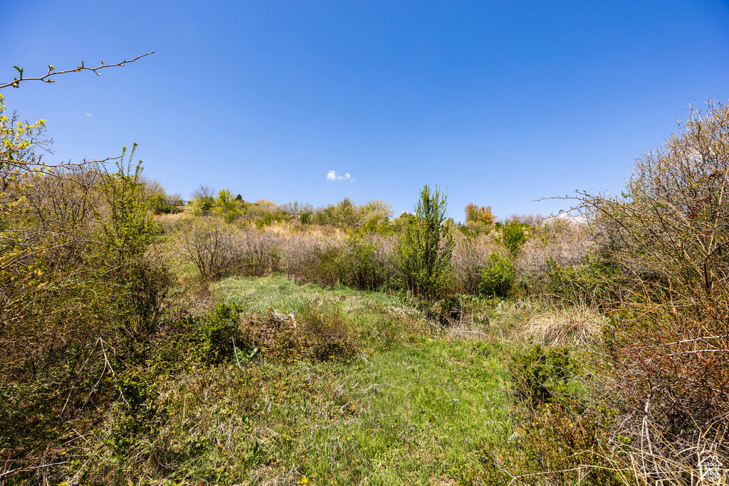 View of nature