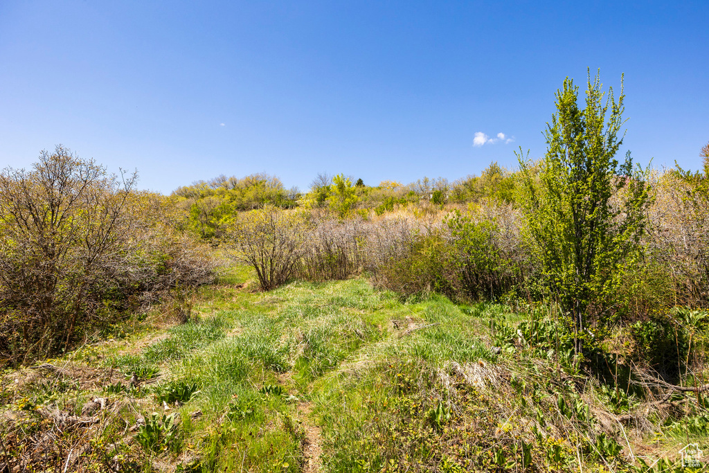 View of nature