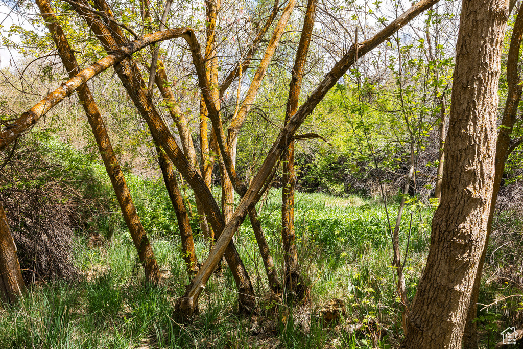 View of tree filled area