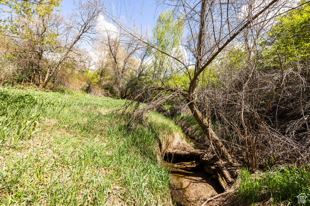View of local wilderness