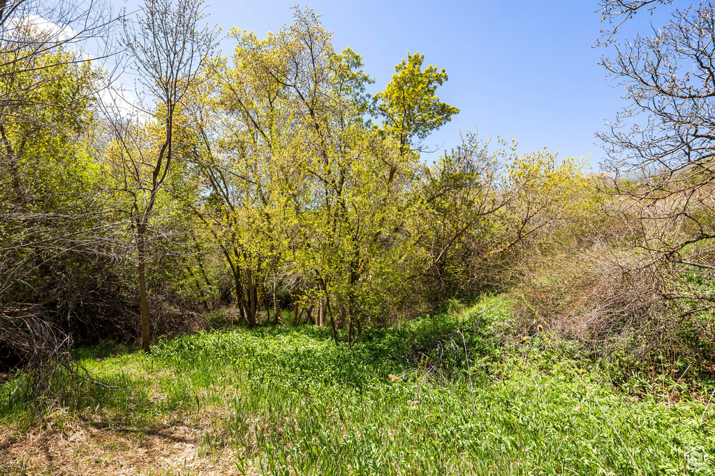View of wooded area