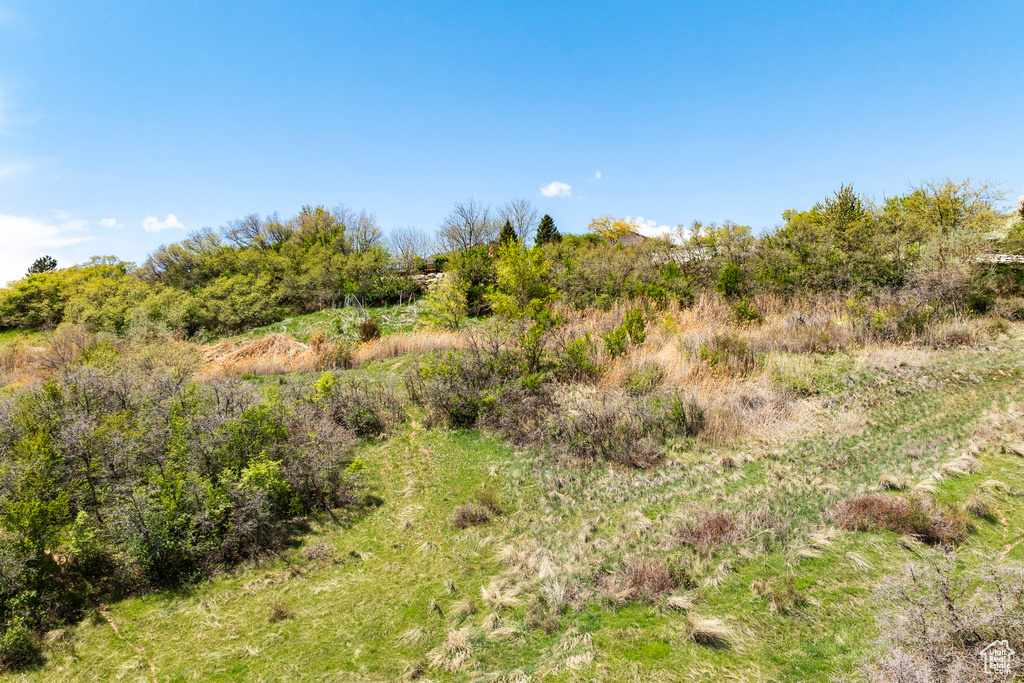 View of local wilderness